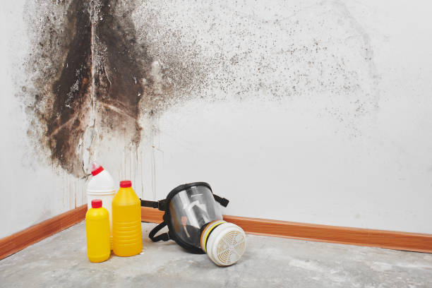 Best Local Mold Removal Service  in Laguna Park, TX