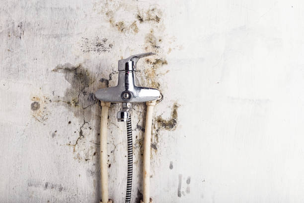 Best Fast Mold Removal  in Laguna Park, TX