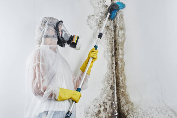 Best Emergency Mold Removal  in Laguna Park, TX