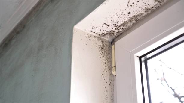 Home Mold Removal in Laguna Park, TX