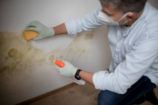 Best Mold Damage Repair  in Laguna Park, TX