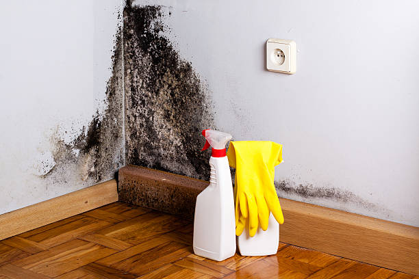 Best Mold Remediation  in Laguna Park, TX