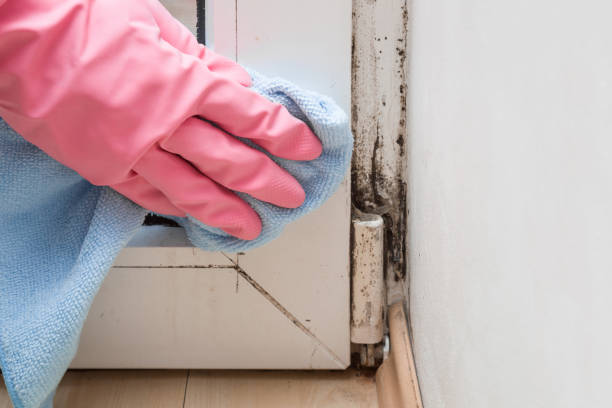 Best Residential Mold Removal  in Laguna Park, TX